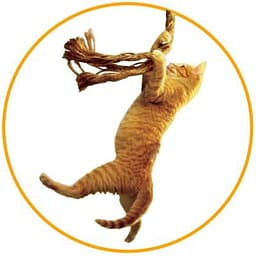 Save the Cat! Story Structure Software logo